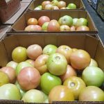 green tomatoes