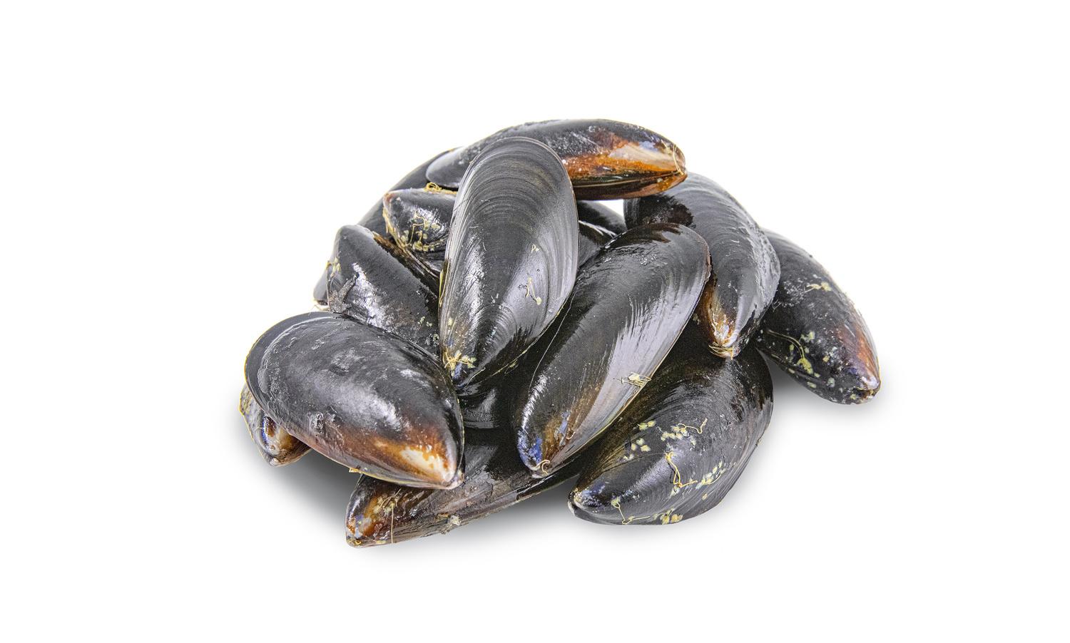 blue mussels