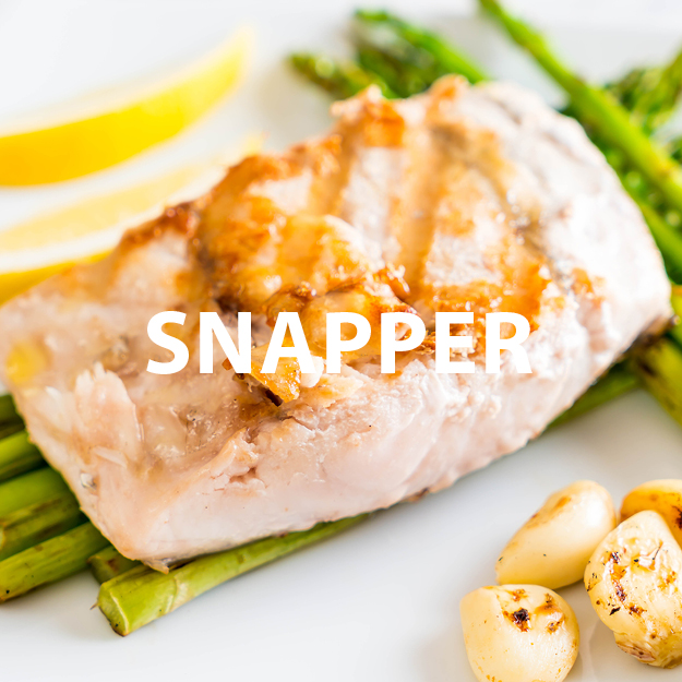 Snapper