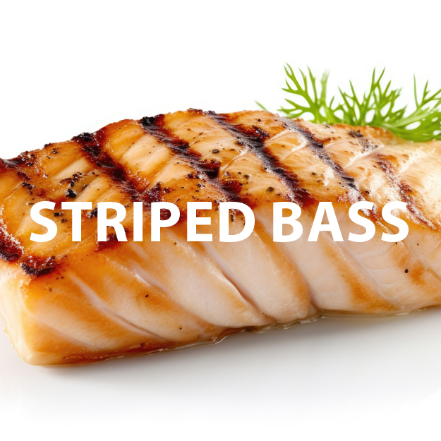 Striped Bass